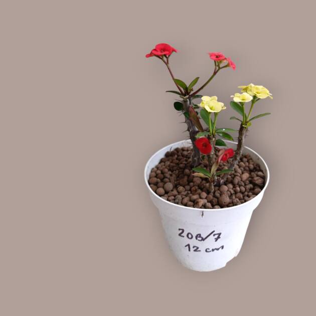 Euphorbia Milli-12 cm saksıda- iki farklı kök iki farklı renk-ref 20B/7