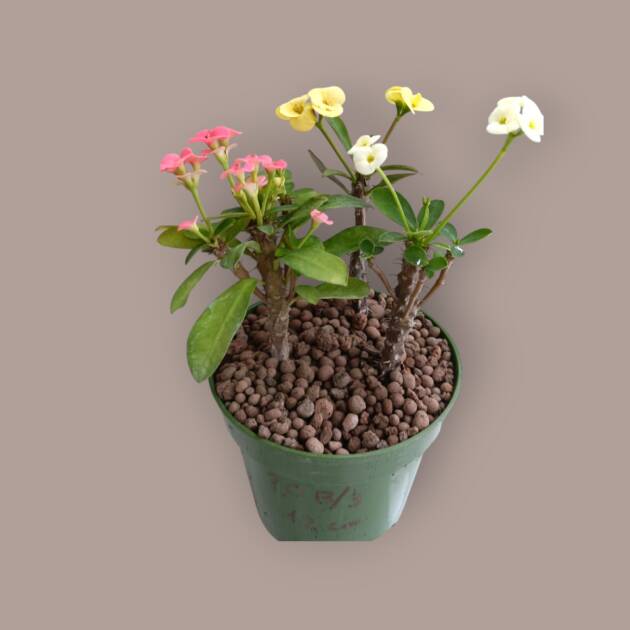 Üç ayrı renk-üç kök dikenler tacı 12 cm saksıda-ref 20B/3
