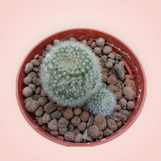 Reebutia - 8,5 cm saksı-ref 25G/19