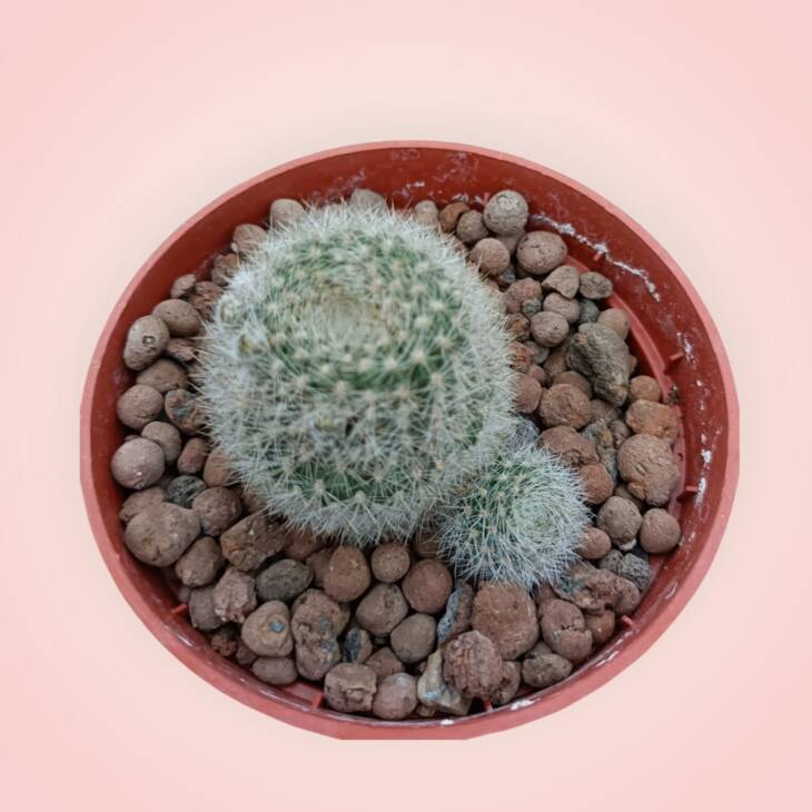 Reebutia - 8,5 cm saksı-ref 25G/19