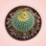 Parodia chrysacanthion -8,5 cm saksı-ref 25A/19