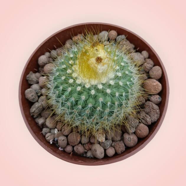 Parodia chrysacanthion -8,5 cm saksı-ref 25A/19