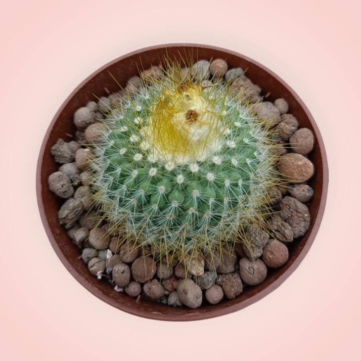 Parodia chrysacanthion -8,5 cm saksı-ref 25A/19