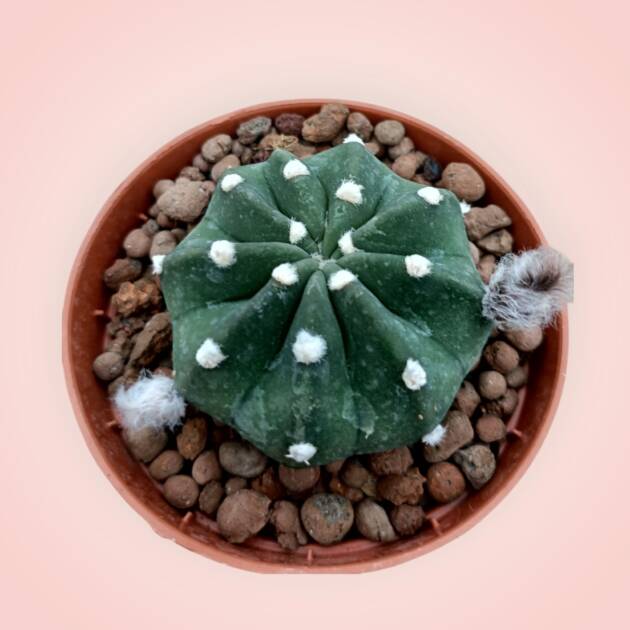 Echinopsis subdenudata -8,5 cm saksı-ref 25A/19