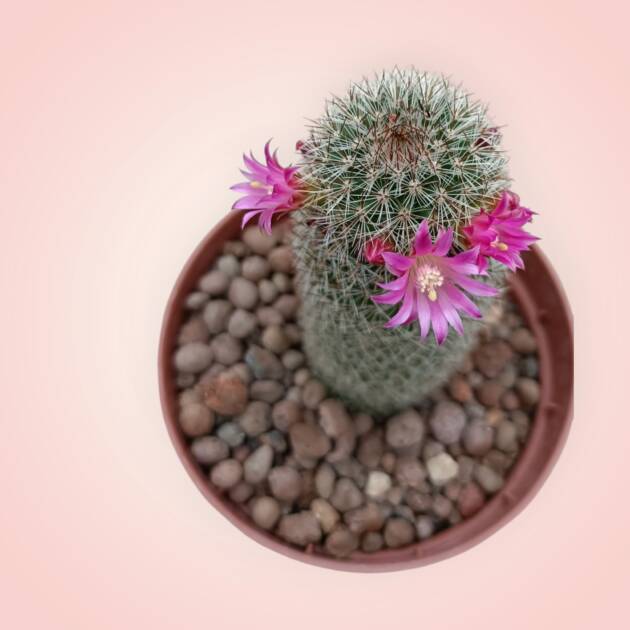 Mammillaria-hubertmulleri-8,5 cm saksı-ref 25A/19