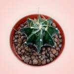 Astrophytum capricorne-8,5 cm saksı-ref 25A/19
