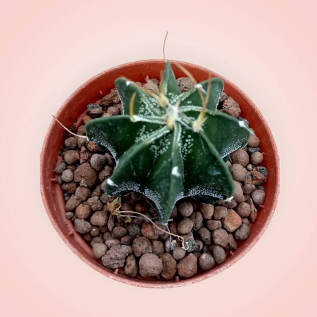 Astrophytum capricorne-8,5 cm saksı-ref 25A/19