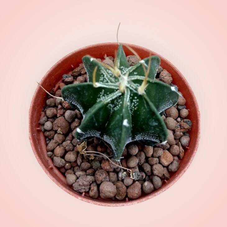 Astrophytum capricorne-8,5 cm saksı-ref 25A/19