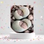Taş kaktüs-5,5 cm saksılarda 3 farklı lithops-ref 24A/19/KA