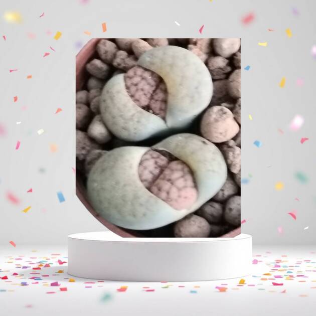 Taş kaktüs-5,5 cm saksılarda 3 farklı lithops-ref 24A/19/KA