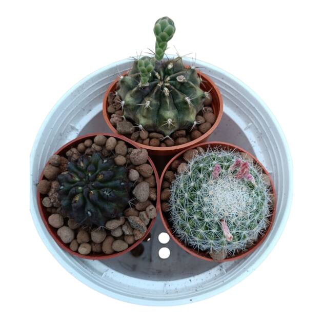 Üçlü kaktüs set-herbiri 5.5 cm saksılarda 3 farklı tür-ref 17F/52/93