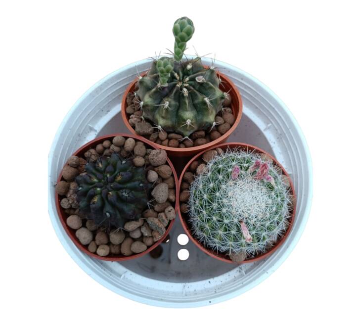 Üçlü kaktüs set-herbiri 5.5 cm saksılarda 3 farklı tür-ref 17F/52/93