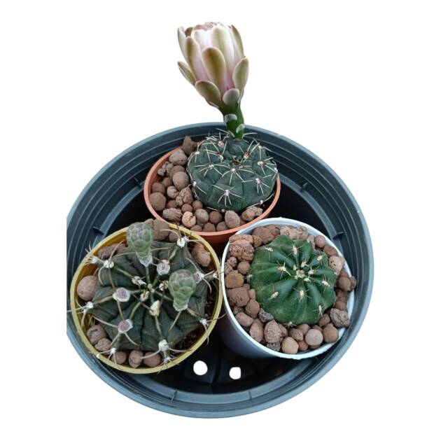 İNDİRİM-3 ayrı kaktüs herbiri 5,5 cm çap saksı-ref 17F/52/62