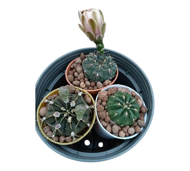 İNDİRİM-3 ayrı kaktüs herbiri 5,5 cm çap saksı-ref 17F/52/62