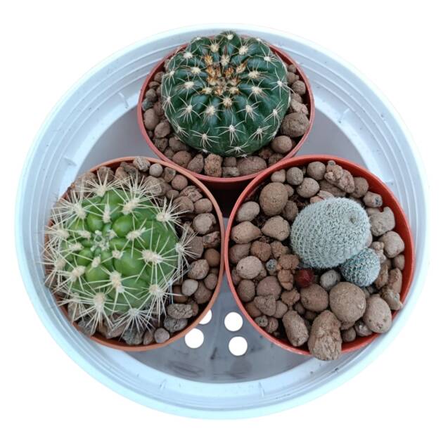 3 lü kaktüs set-herbiri 5.5 cm saksıda üç farklı yerli kaktüs-ref17F/52/06
