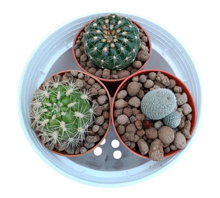 3 lü kaktüs set-herbiri 5.5 cm saksıda üç farklı yerli kaktüs-ref17F/52/06