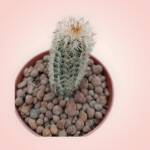 Echinocereus-8,5 cm saksı-ref 25A/19