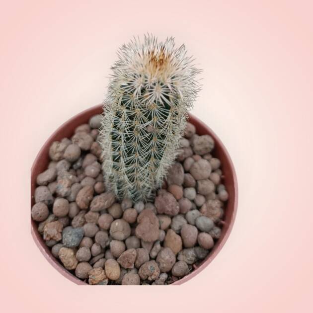 Echinocereus-8,5 cm saksı-ref 25A/19