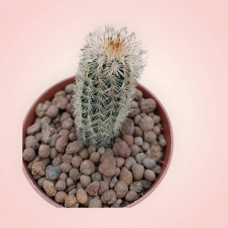 Echinocereus-8,5 cm saksı-ref 25A/19