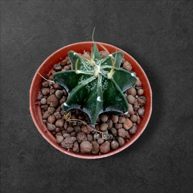 Astrophytum capricorne-8,5 cm saksı-ref 25A/15