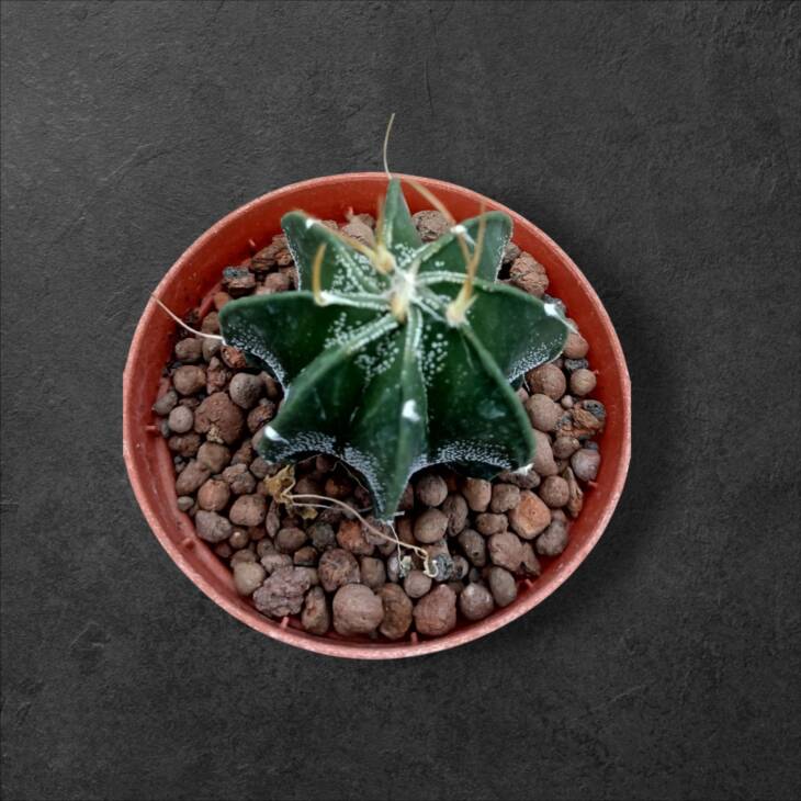 Astrophytum capricorne-8,5 cm saksı-ref 25A/15