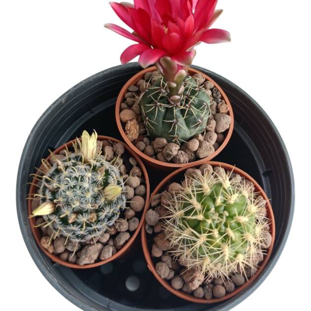 Üçlü set-herbiri 5,5 cm saksı-ref 15A/49/42