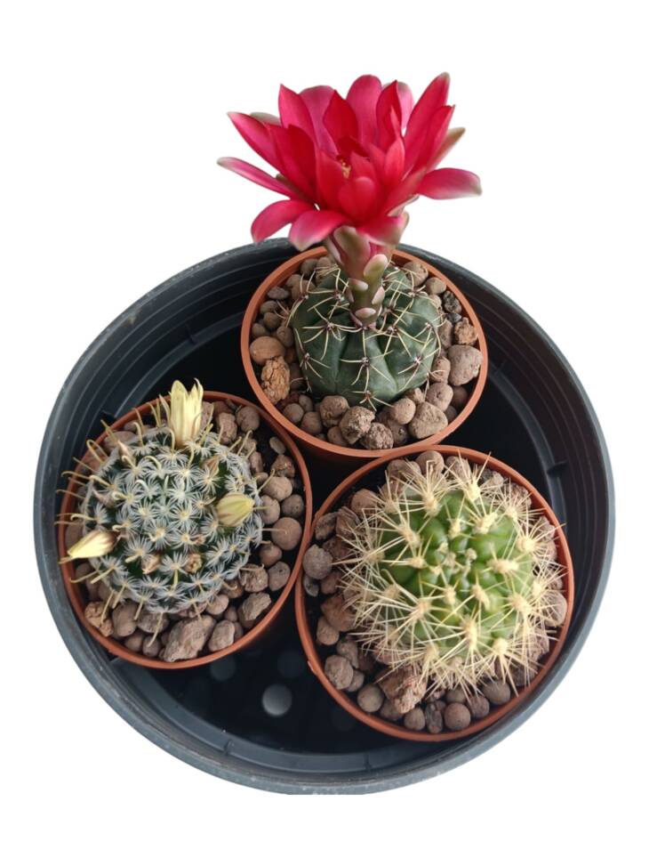 Üçlü set-herbiri 5,5 cm saksı-ref 15A/49/42