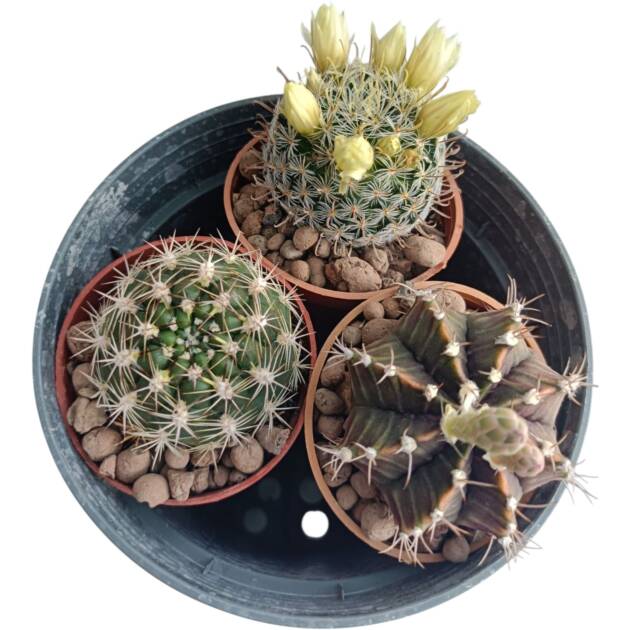 Üçlü terli kaktüs set-herbiri 5.5 cm saksıda 3 farklı kaktüs-ref 15A/49/25