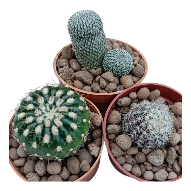5,5 cm saksılarda 3 saksı içeren set-ref 17F/52/77