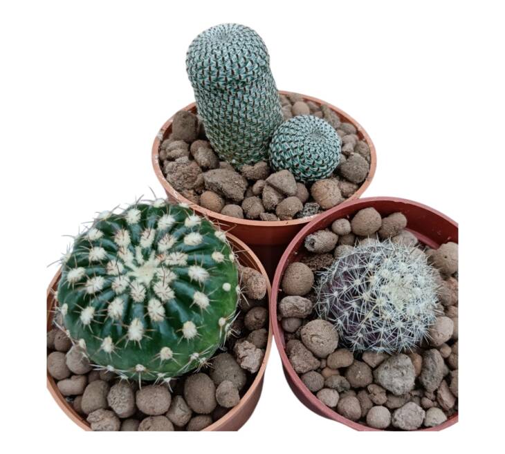 5,5 cm saksılarda 3 saksı içeren set-ref 17F/52/77