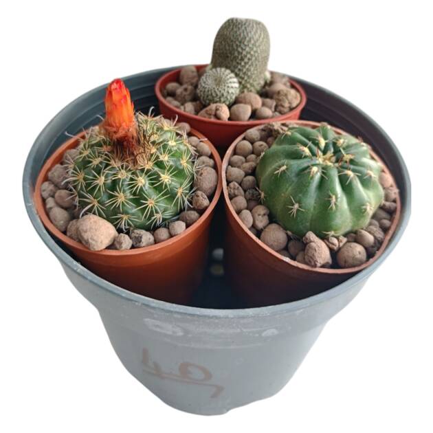 3 farklı kaktüs 5.5 cm saksılarda - ref 15A/49/40