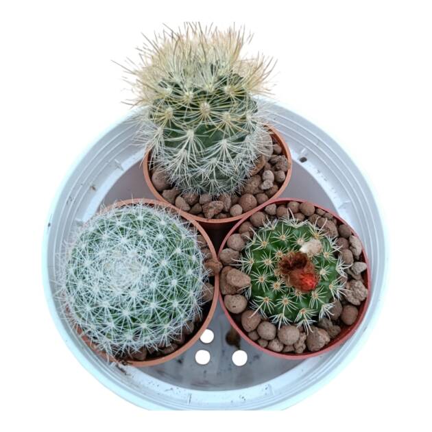 Üçlü kaktüs set-herbiri 5,5 cm saksıda yerli -ref 17F/52/97