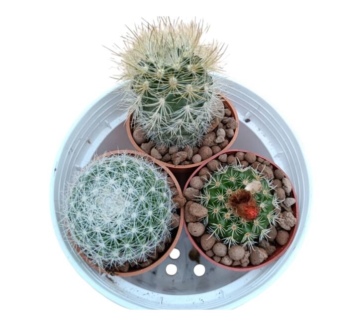 Üçlü kaktüs set-herbiri 5,5 cm saksıda yerli -ref 17F/52/97