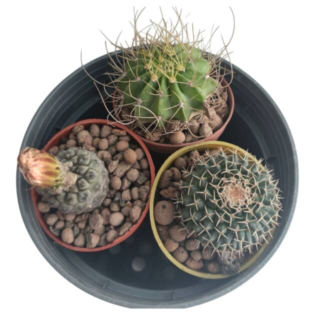 Kaktüs set-3 farklı kaktüs herbiri 5,5 cm saksıda-ref 15A/49/03