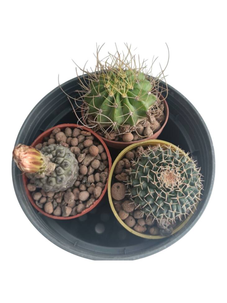 Kaktüs set-3 farklı kaktüs herbiri 5,5 cm saksıda-ref 15A/49/03