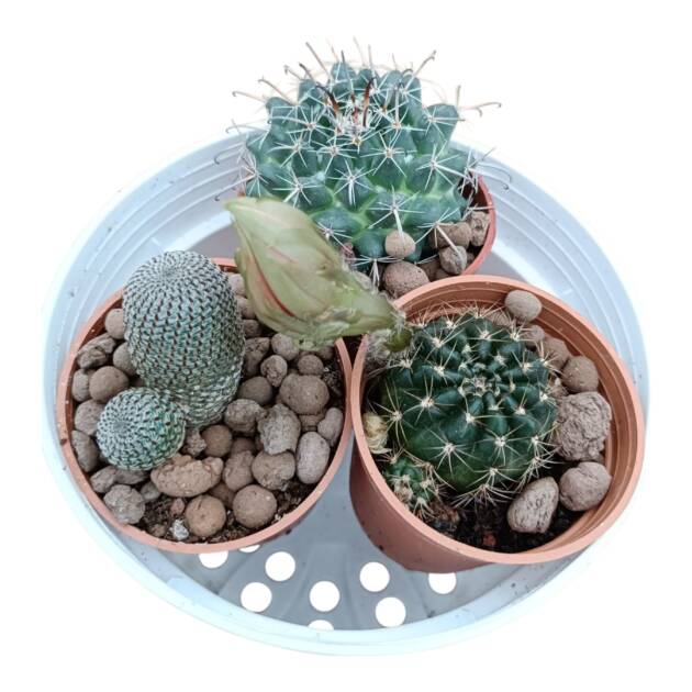 Kaktüs set-3 farklı kaktüs herbiri 5.5 cm saksıda-ref 17F/52/43