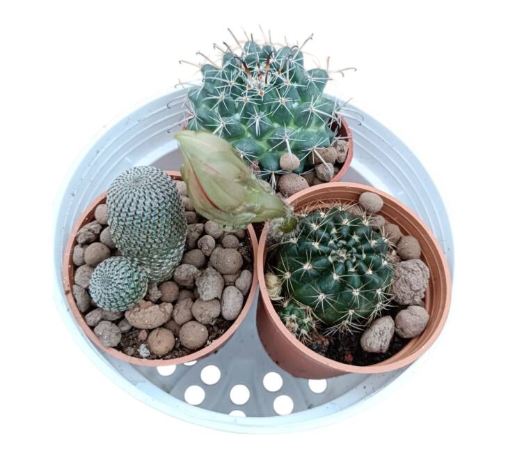 Kaktüs set-3 farklı kaktüs herbiri 5.5 cm saksıda-ref 17F/52/43