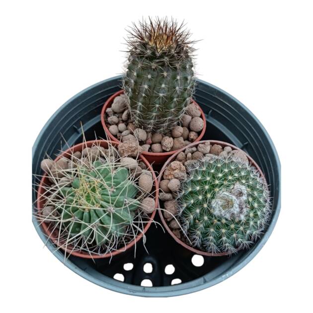 Üçlü kaktüs set - herbiri 5.5 cm saksı- ref 17F/52/51