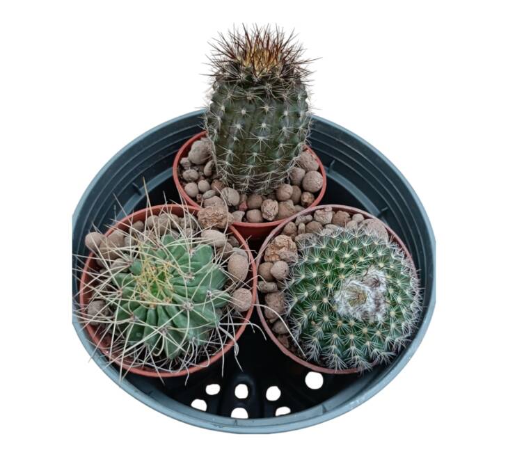 Üçlü kaktüs set - herbiri 5.5 cm saksı- ref 17F/52/51