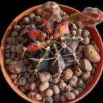 Gymnocalycium mihanovichii variegata-8,5 cm saksı-*ref 10B/22