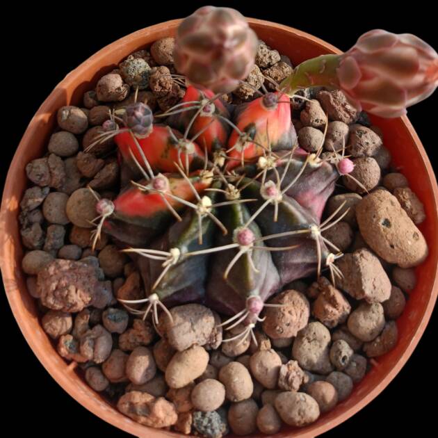 Gymnocalycium mihanovichii variegata-8,5 cm saksı-*ref 10B/22