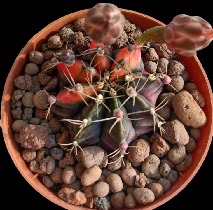 Gymnocalycium mihanovichii variegata-8,5 cm saksı-*ref 10B/22
