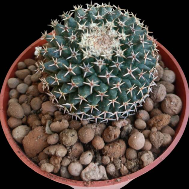 Mammillaria sp.-8,5 cm saksı-ref 10B/22