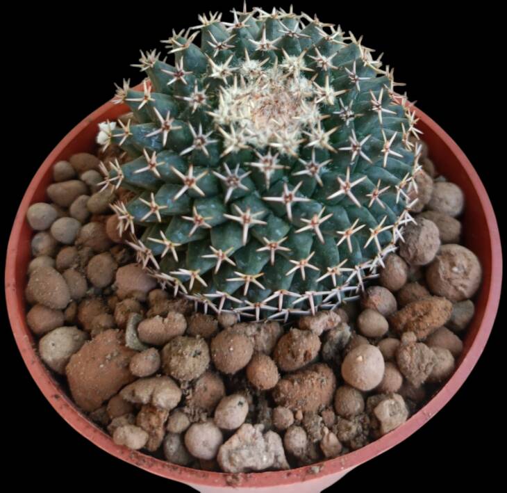 Mammillaria sp.-8,5 cm saksı-ref 10B/22