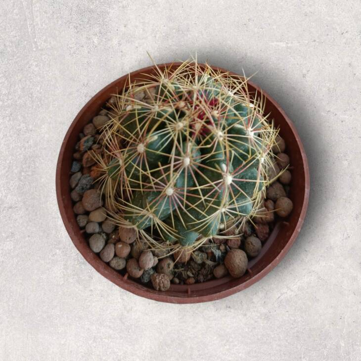 Thelocactus bicolor-8,5 cm saksı-ref 10B/22