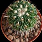 Stenocactus multicostatus -8,5 cm saksı-ref 10B/22