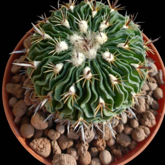 Stenocactus multicostatus -8,5 cm saksı-ref 10B/22