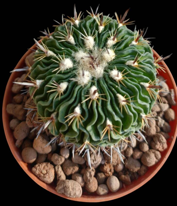 Stenocactus multicostatus -8,5 cm saksı-ref 10B/22