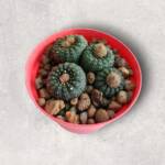 Frailea castanea-8,5 cm saksı-çoklu-ref 10B/22