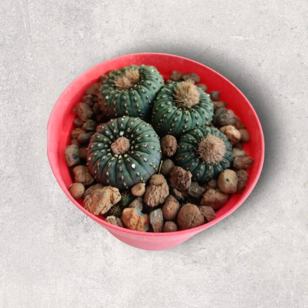 Frailea castanea-8,5 cm saksı-çoklu-ref 10B/22